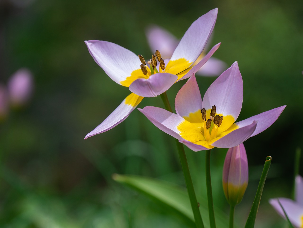 tulips  wild tulips  flowers free photo