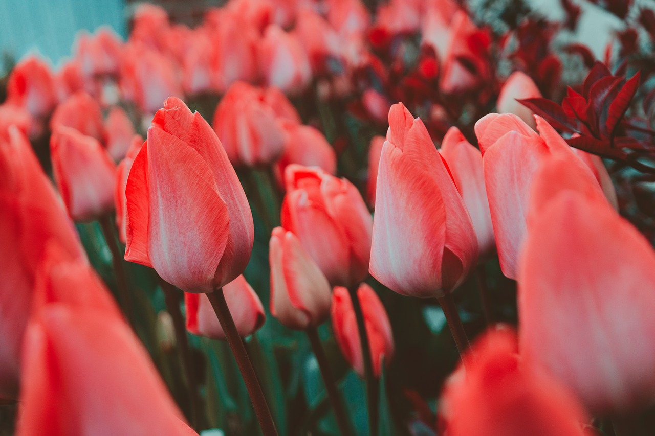tulips  flower  spring free photo