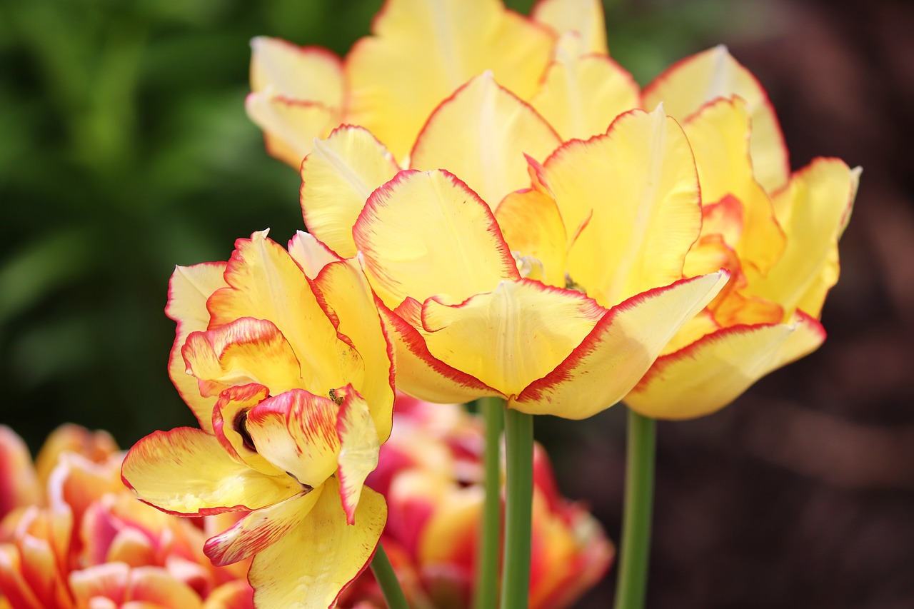 tulips  bordered  filigree free photo