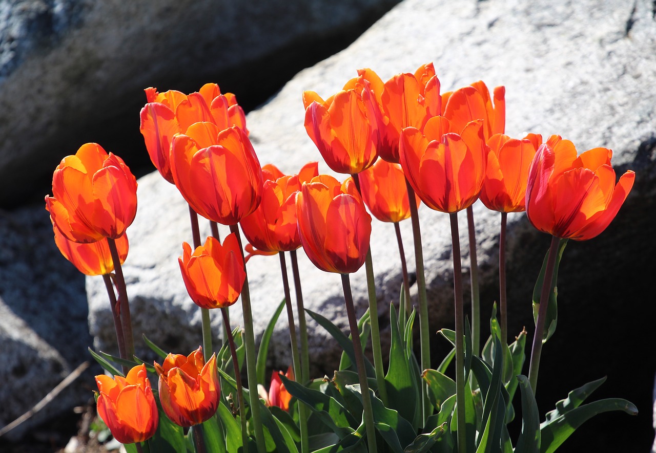 tulips  easter  orange free photo