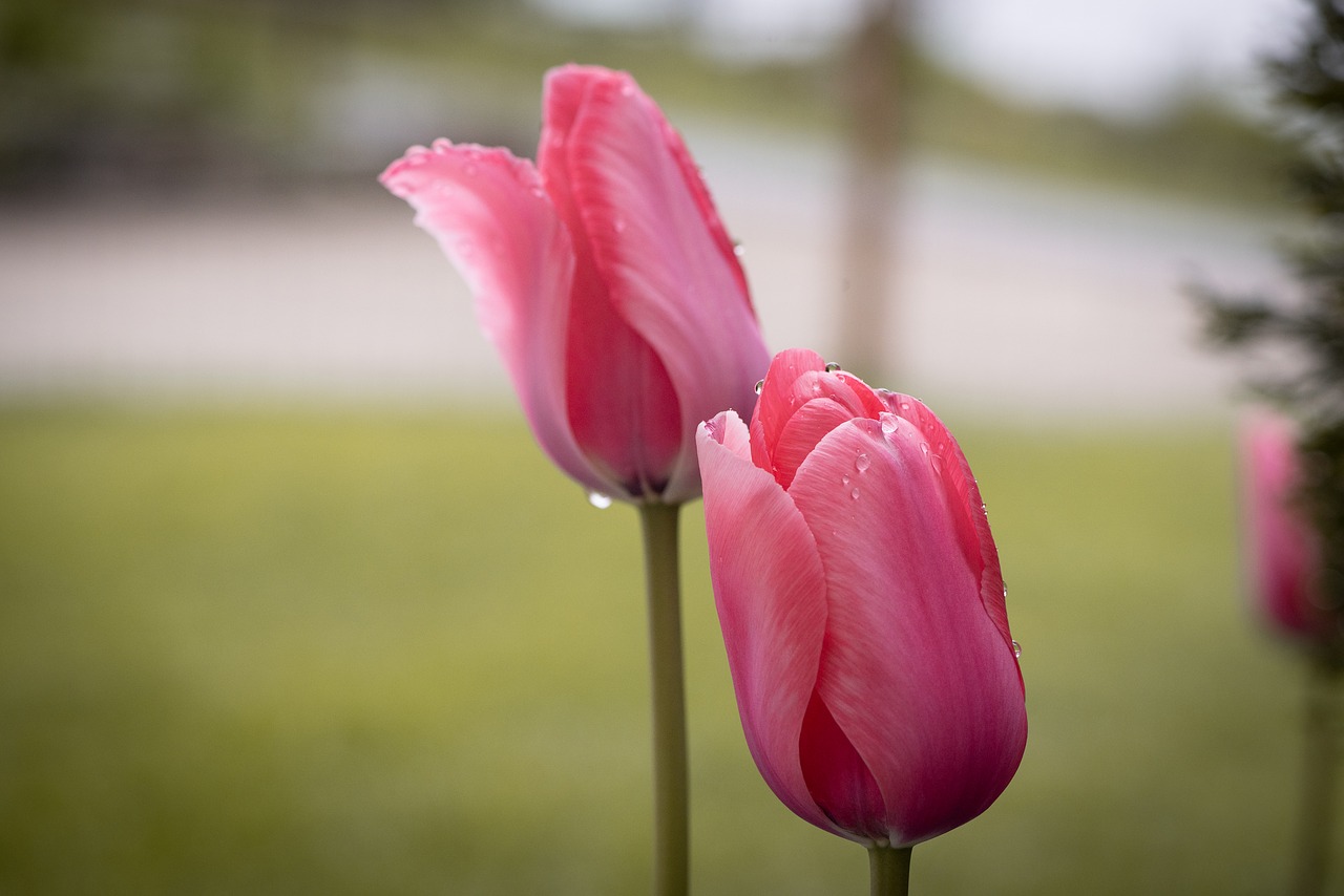 tulips  pink  flowers free photo