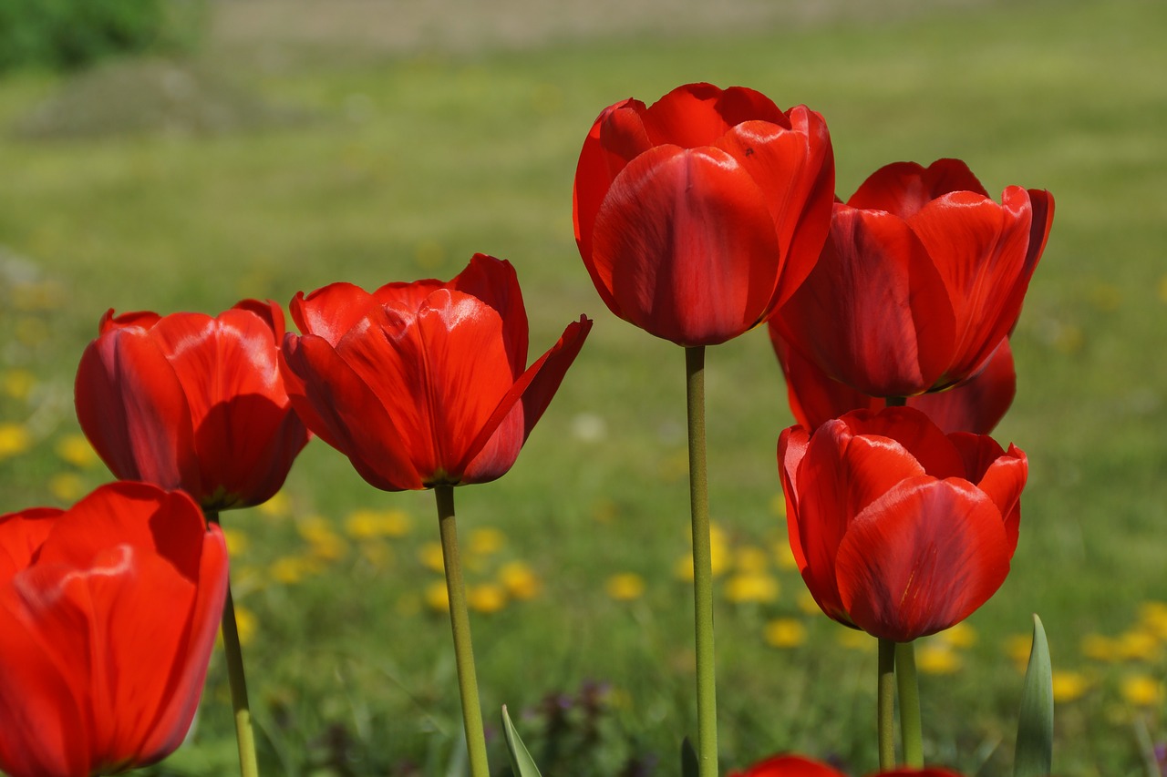 tulips  flowers  spring free photo