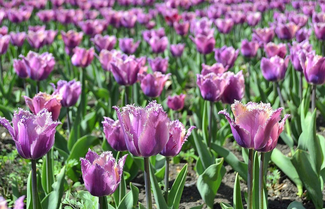 tulips  spring  garden free photo