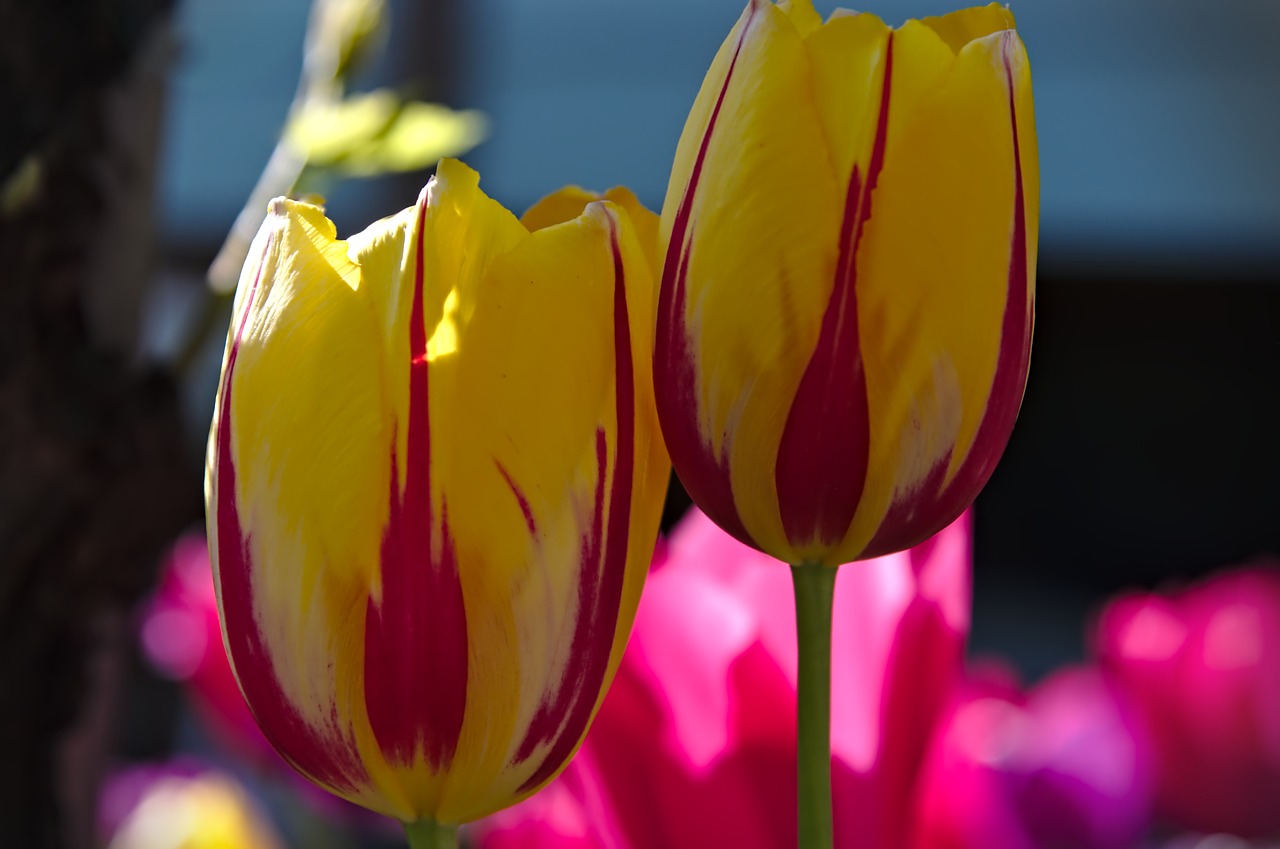 tulips  spring  flowers free photo