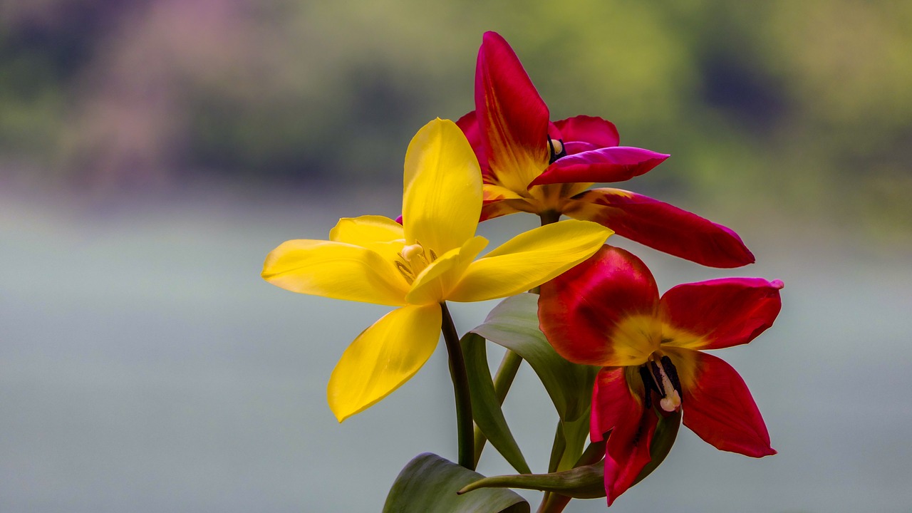 tulips  red yellow  spring free photo