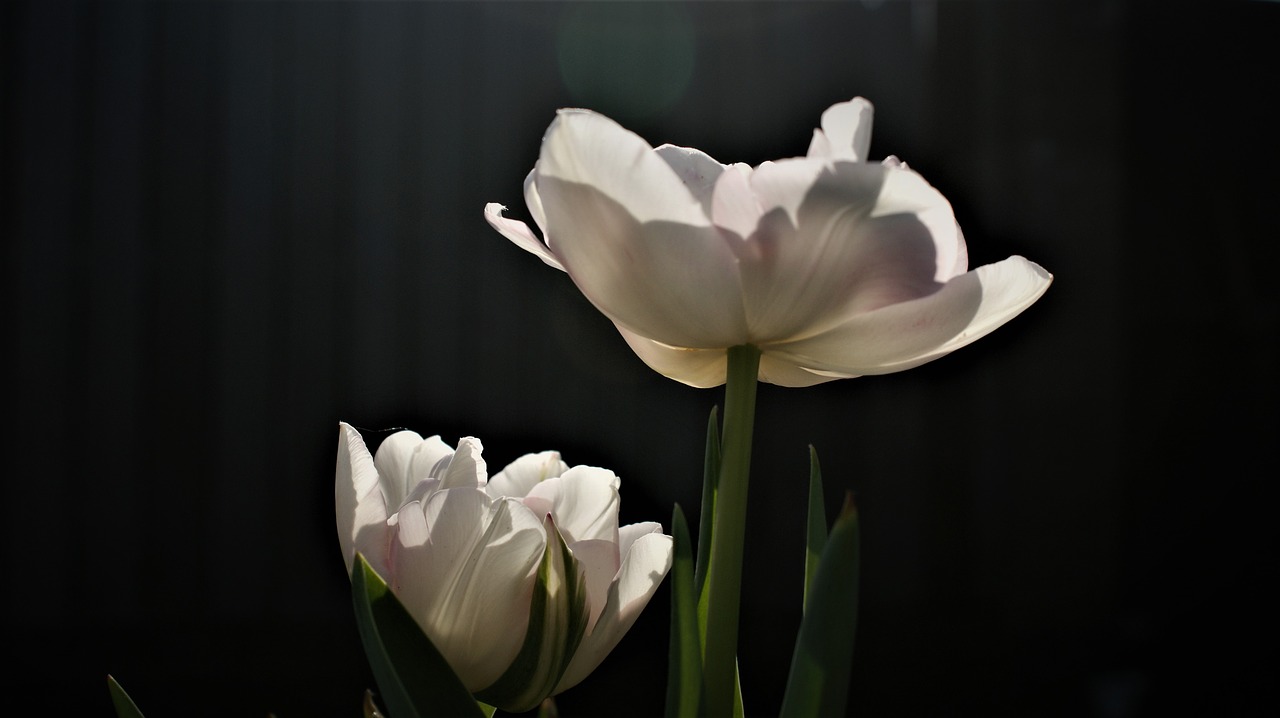 tulips  bottom view  transparent free photo