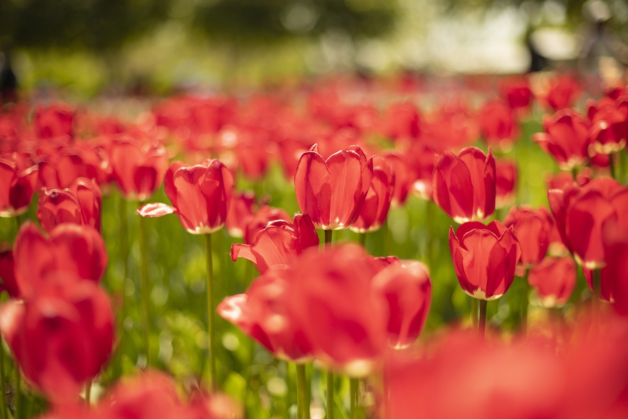 tulips  red  spring free photo