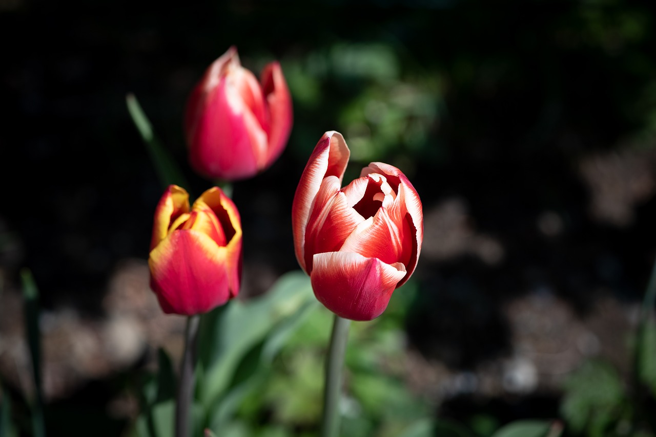 tulips  flowers  garden free photo