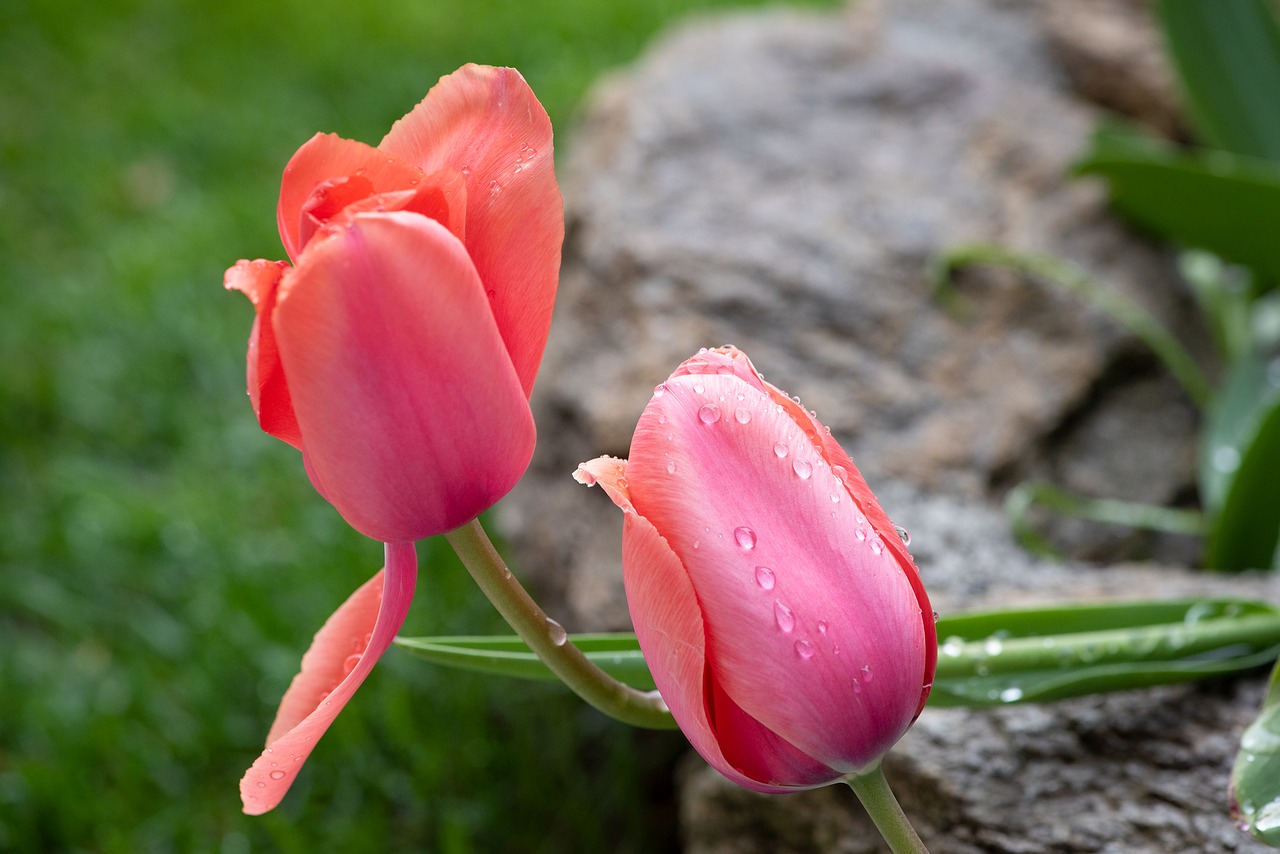 tulips  garden  raindrop free photo