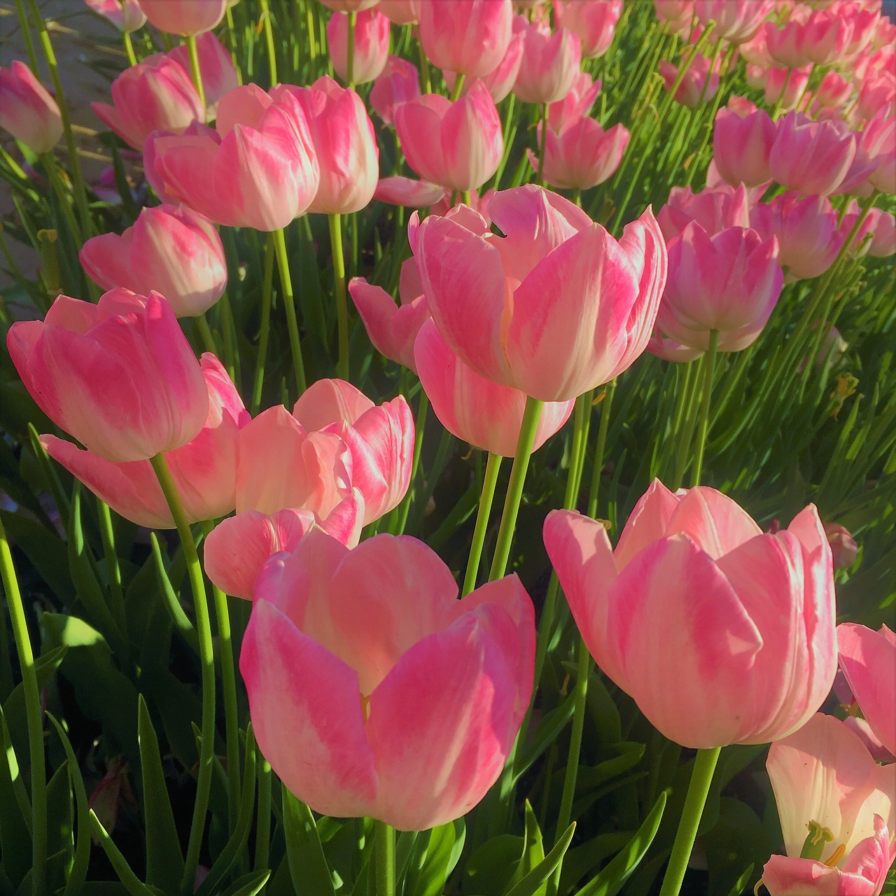 tulips  nature  spring free photo