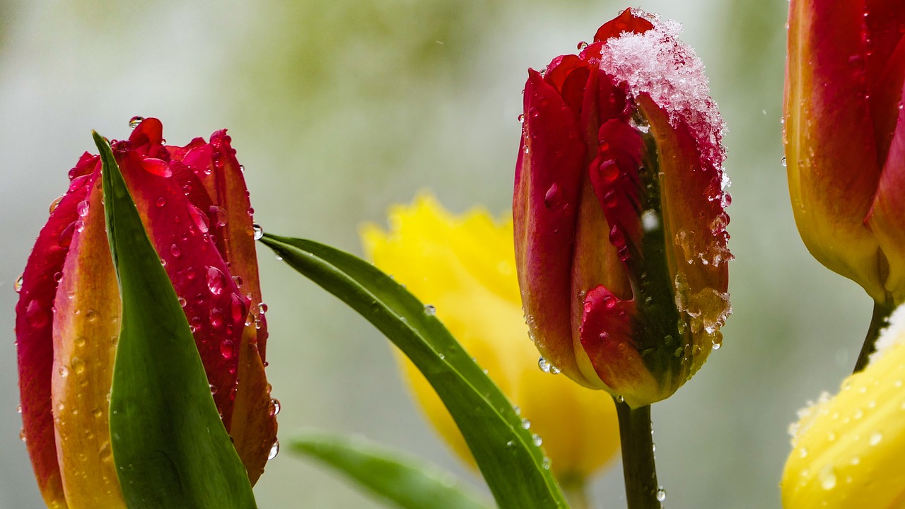 tulips  red  yellow free photo