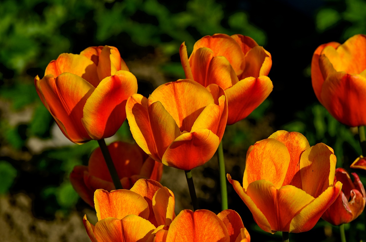 tulips  garden  spring free photo