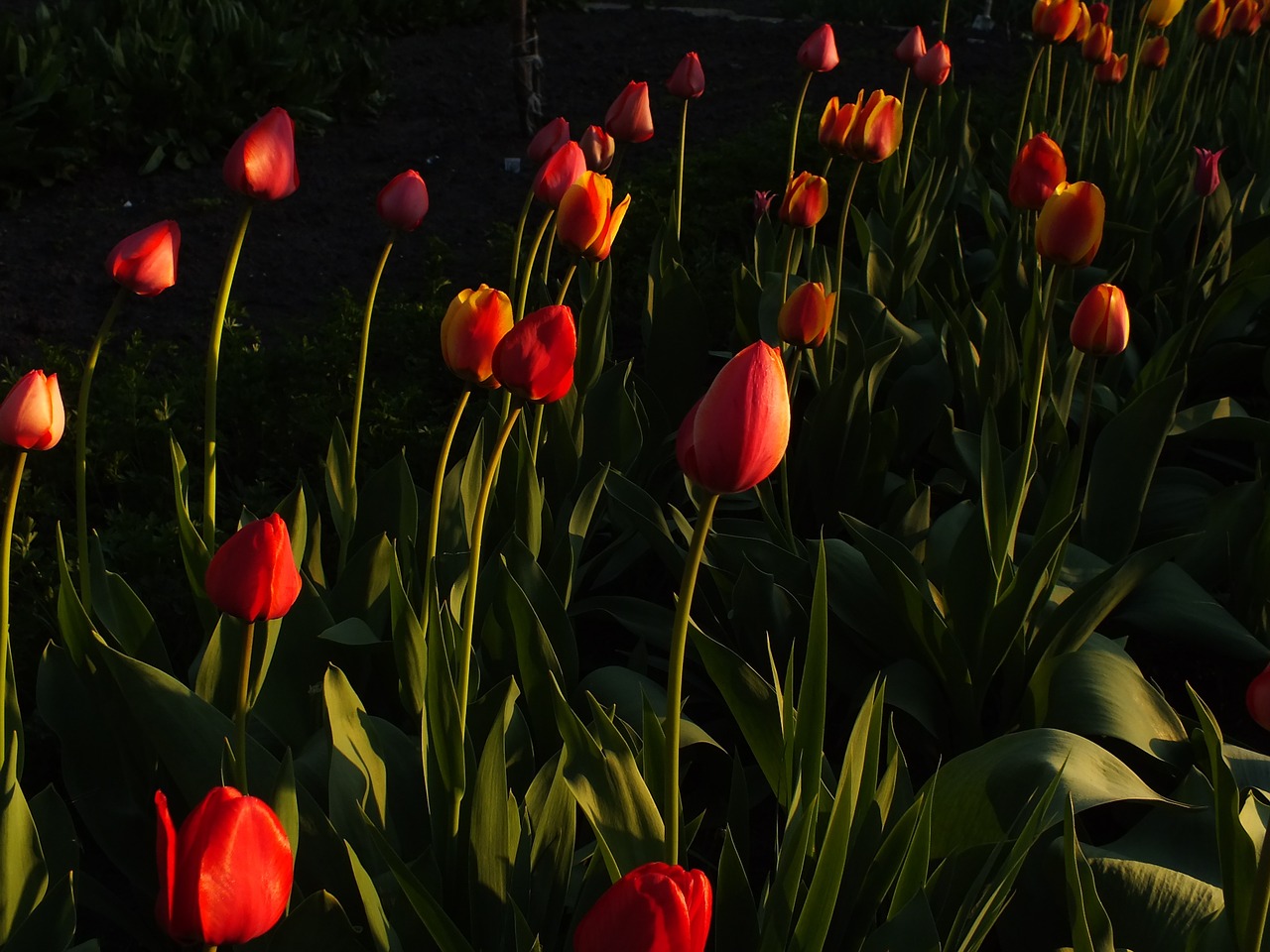 tulips flowers bright free photo