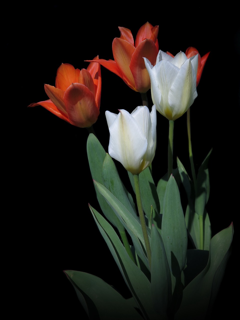 tulips  red  spring free photo