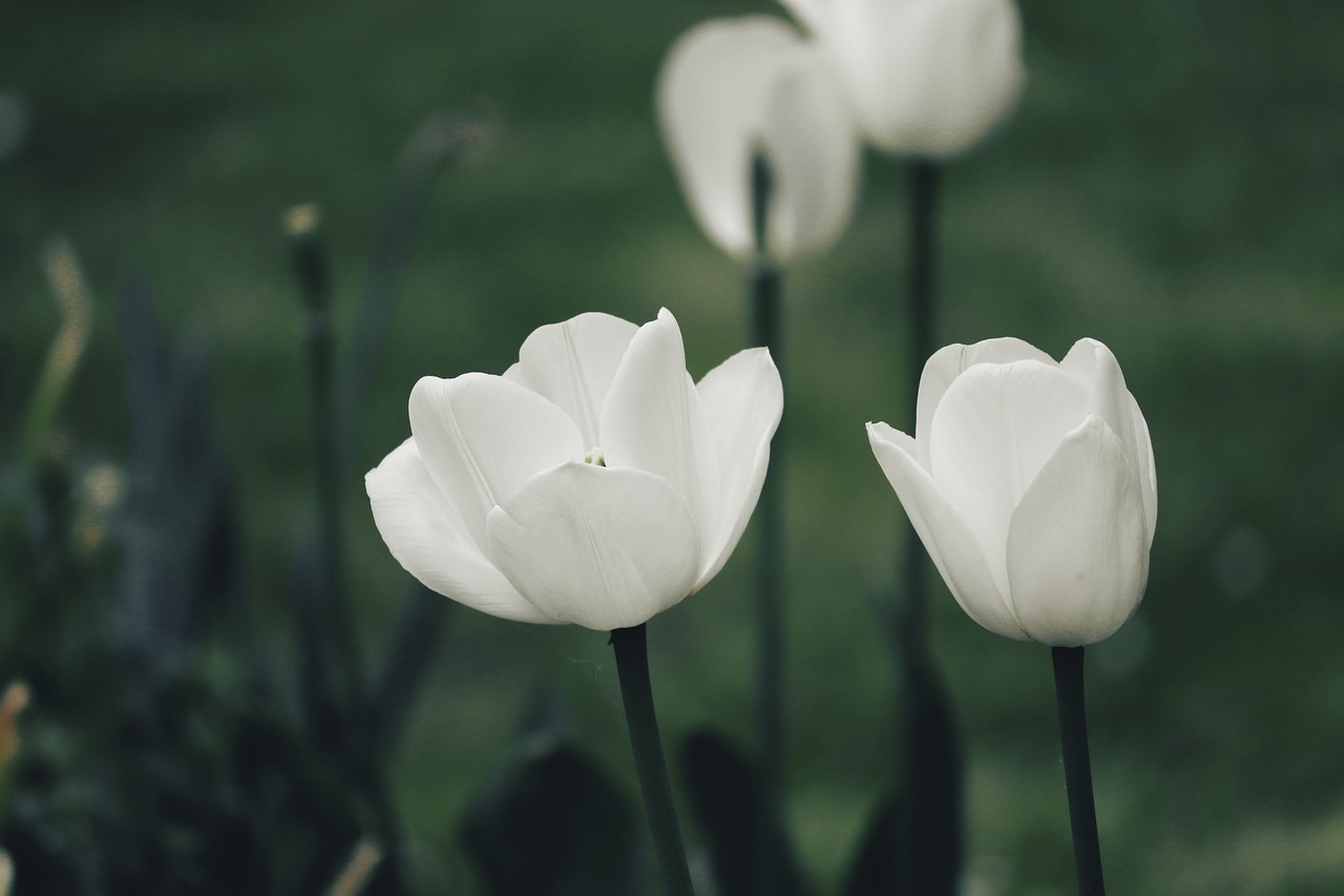 tulips  white  spring free photo