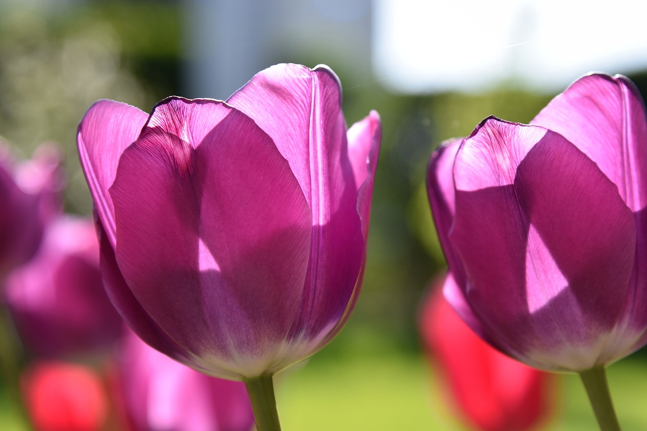 tulips  violet  spring free photo