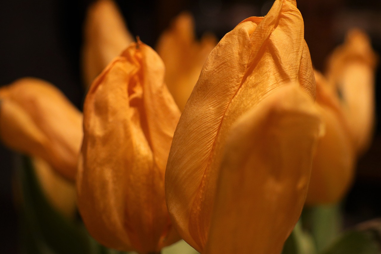 tulips  flowers  nature free photo