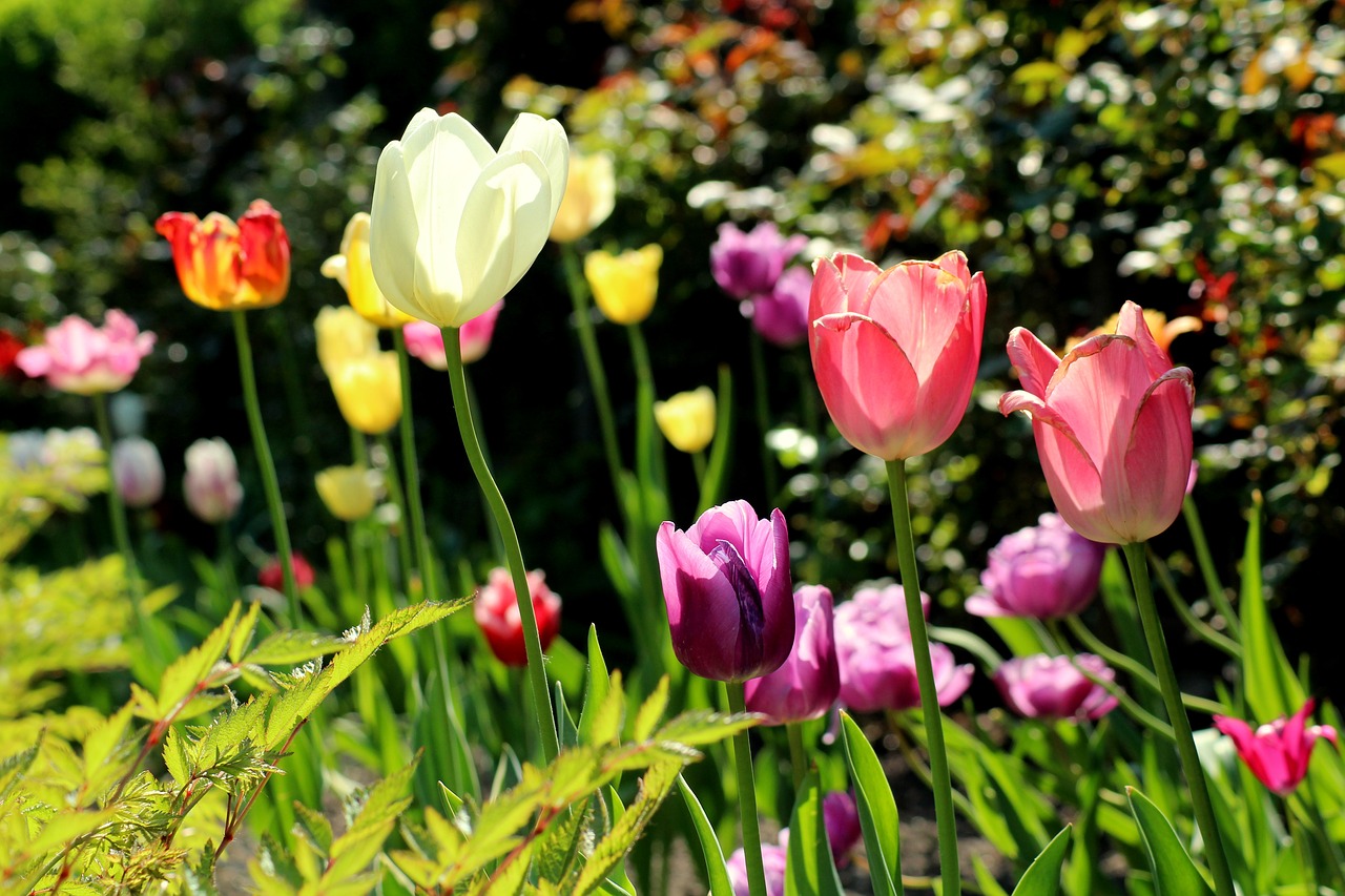 tulips  garden  spring free photo