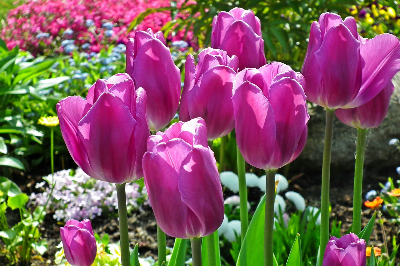 tulips  flowers  spring free photo