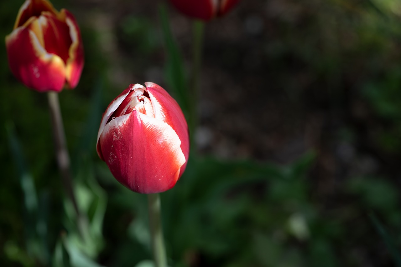 tulips  flower  blossom free photo