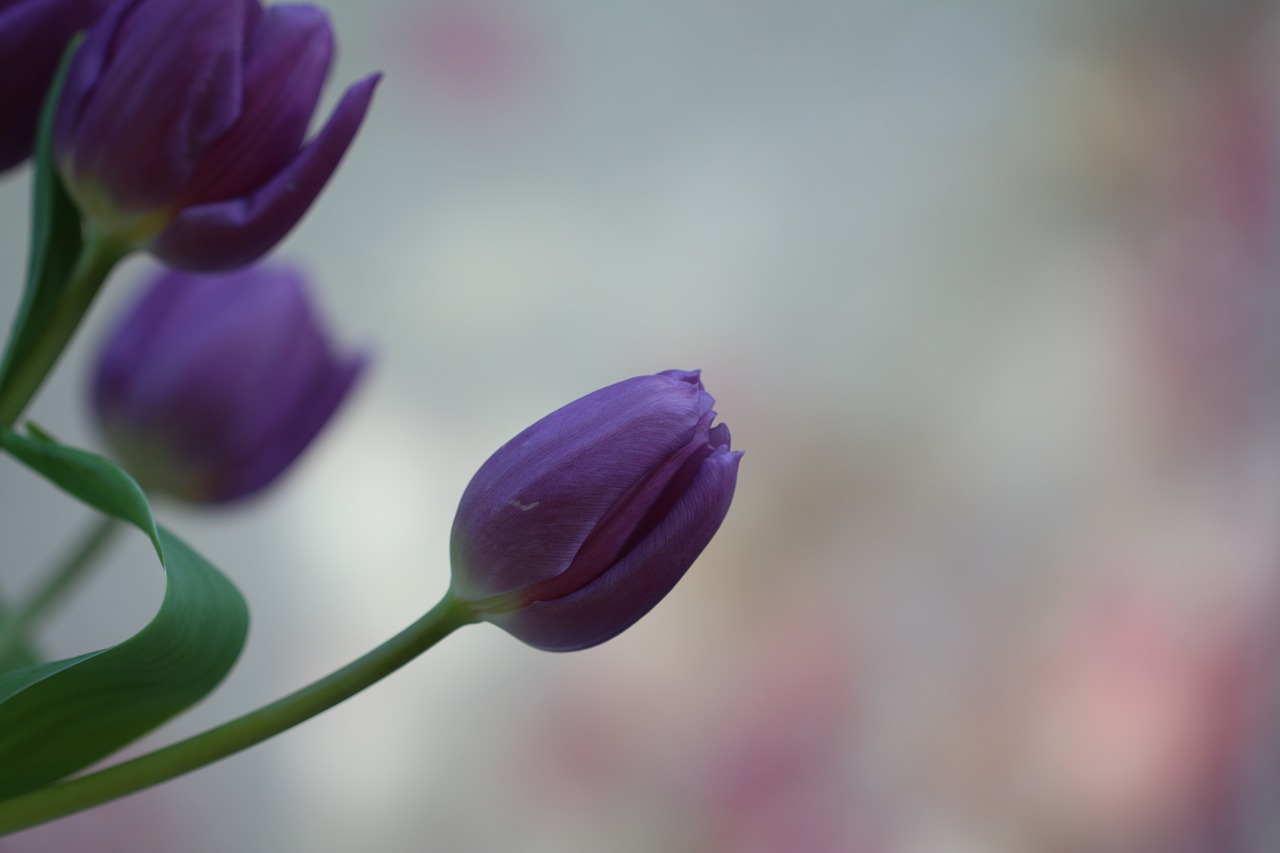 tulips  flowers  spring free photo