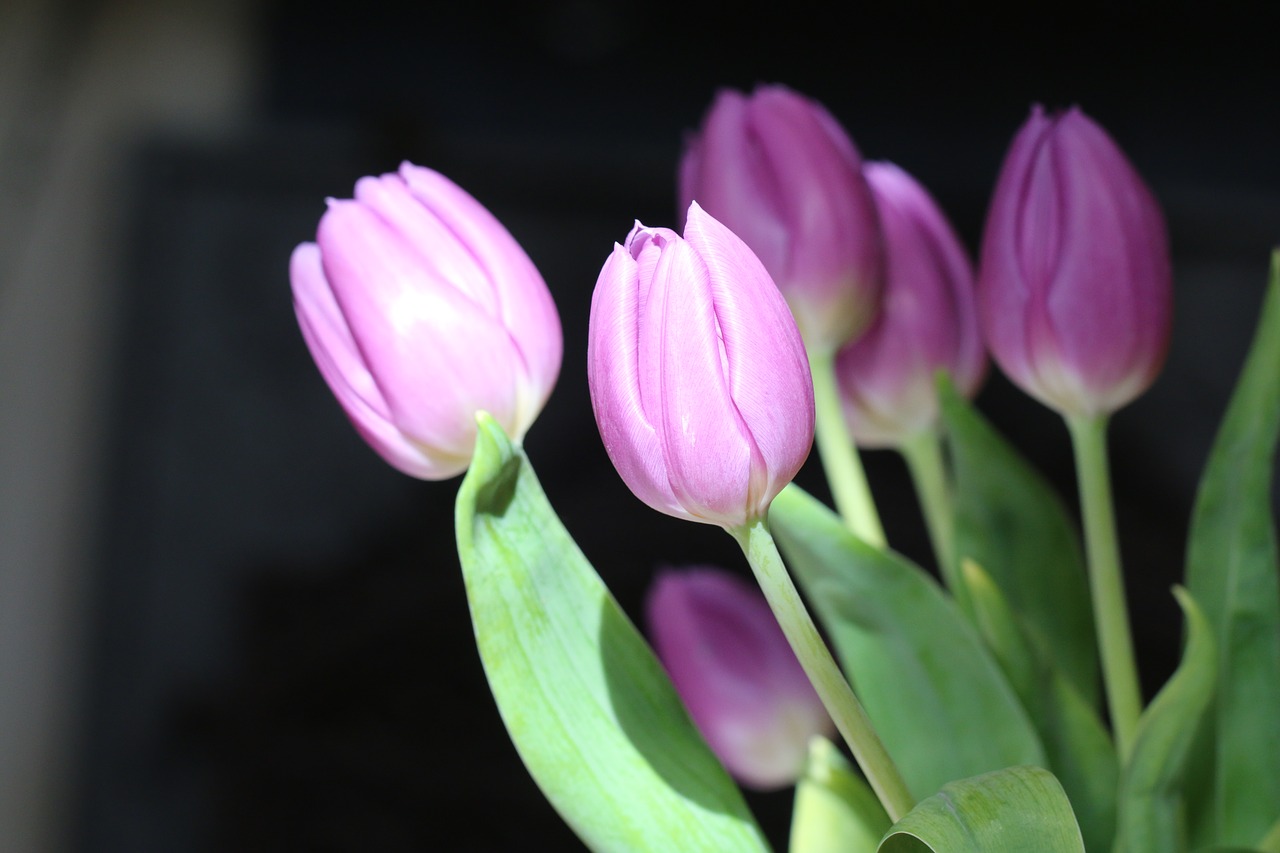 tulips  flowers  spring free photo