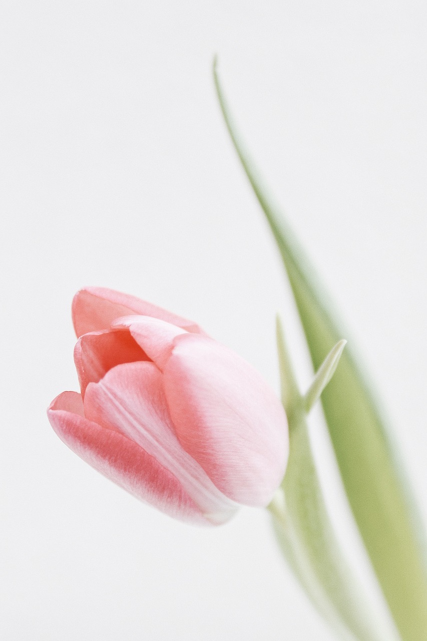 tulips  spring  flowers free photo