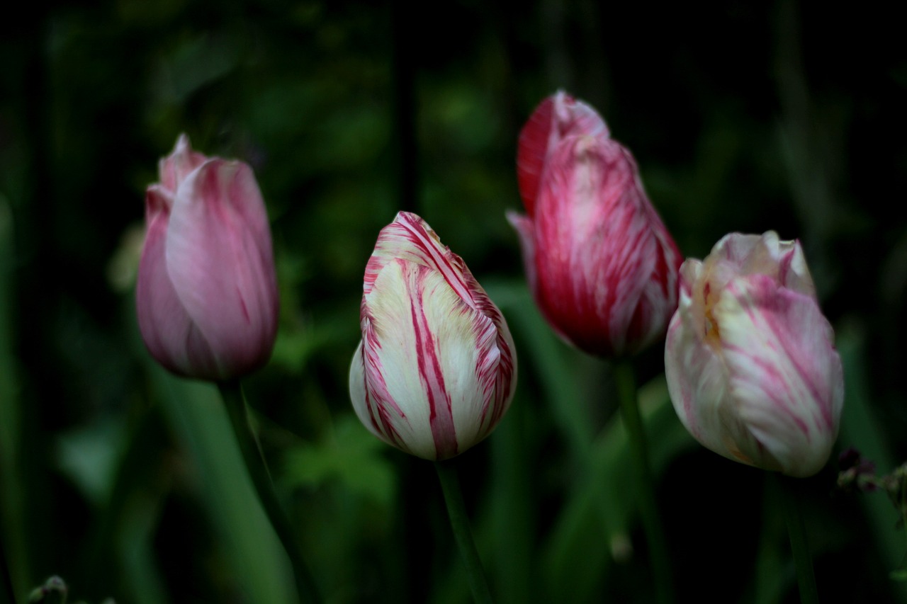 tulips  flamed  bloom free photo