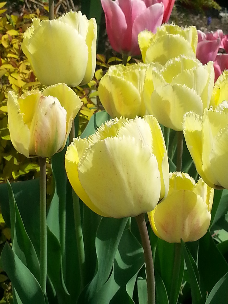 tulips  yellow  flowers free photo