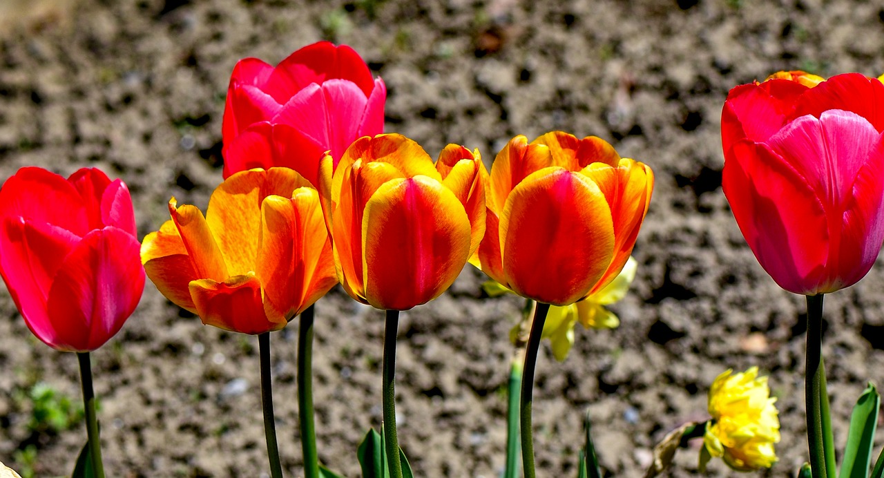 tulips  colorful  nature free photo