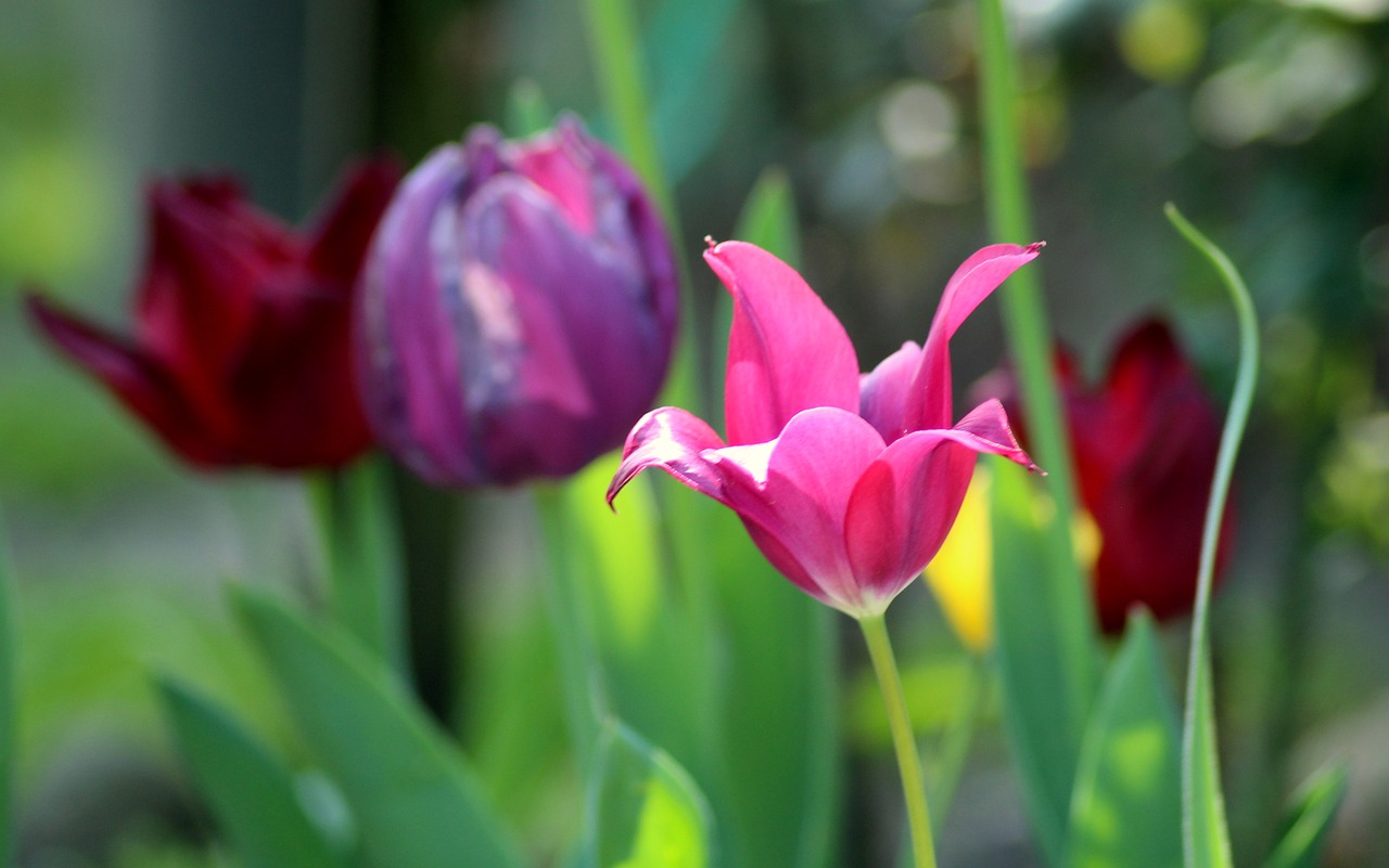 tulips  spring  may free photo