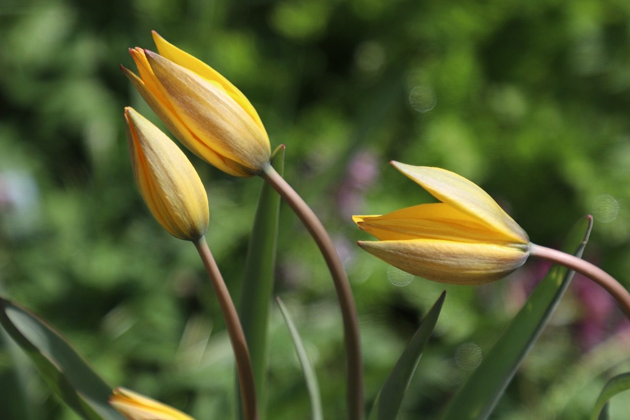 tulips  yellow  flowers free photo