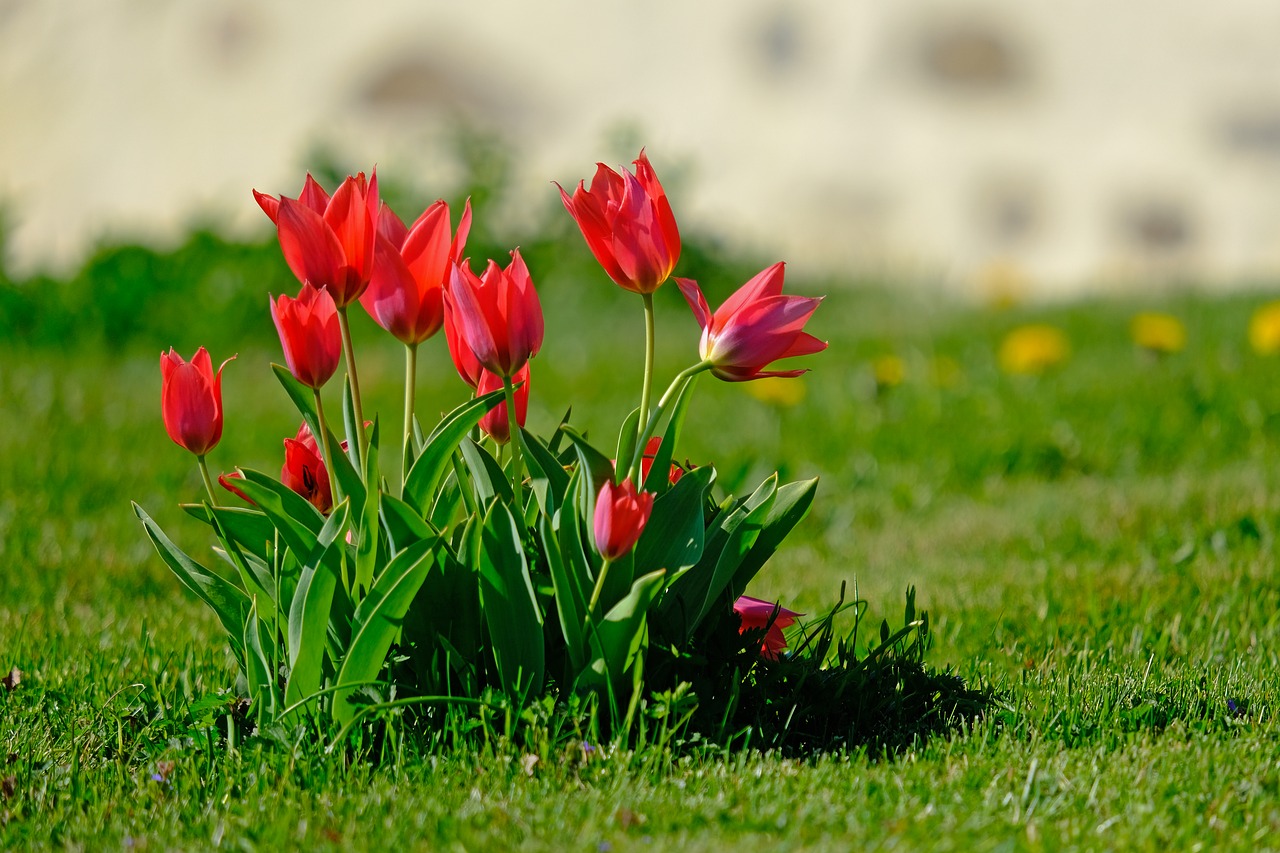 tulips  red  nature free photo