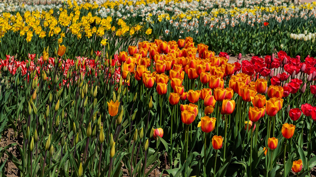 tulips  colorful meadow  spring flowers free photo