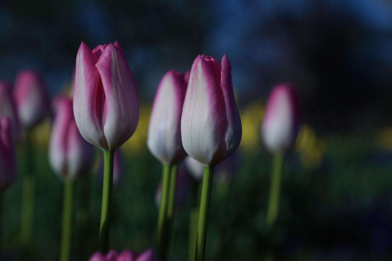 tulips  garden tulips  flower of hokkaido free photo