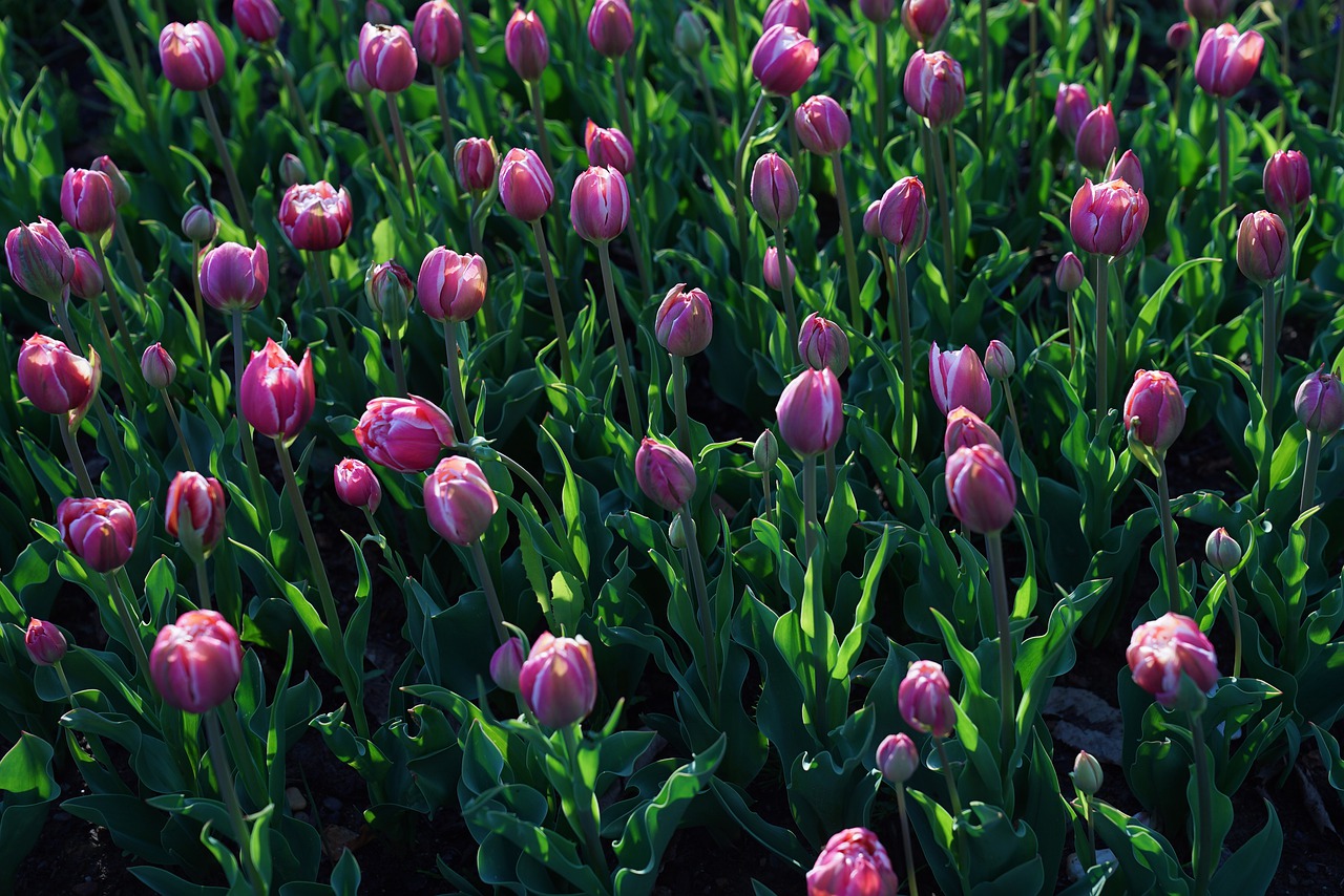 tulips  tulipa humilis  flower of hokkaido free photo