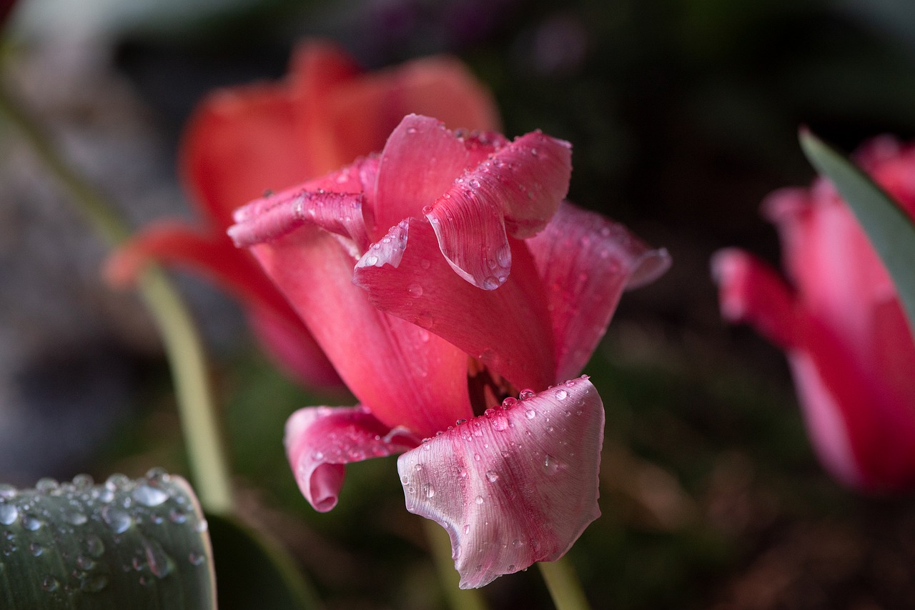 tulips  red  garden free photo