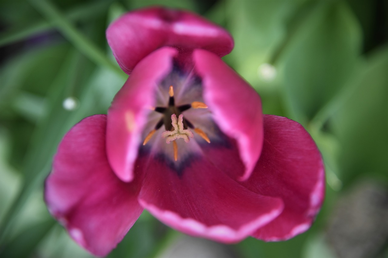 tulips  blossom  bloom free photo