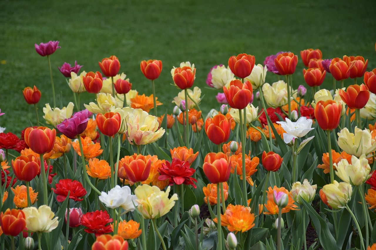 tulips  bright  red free photo