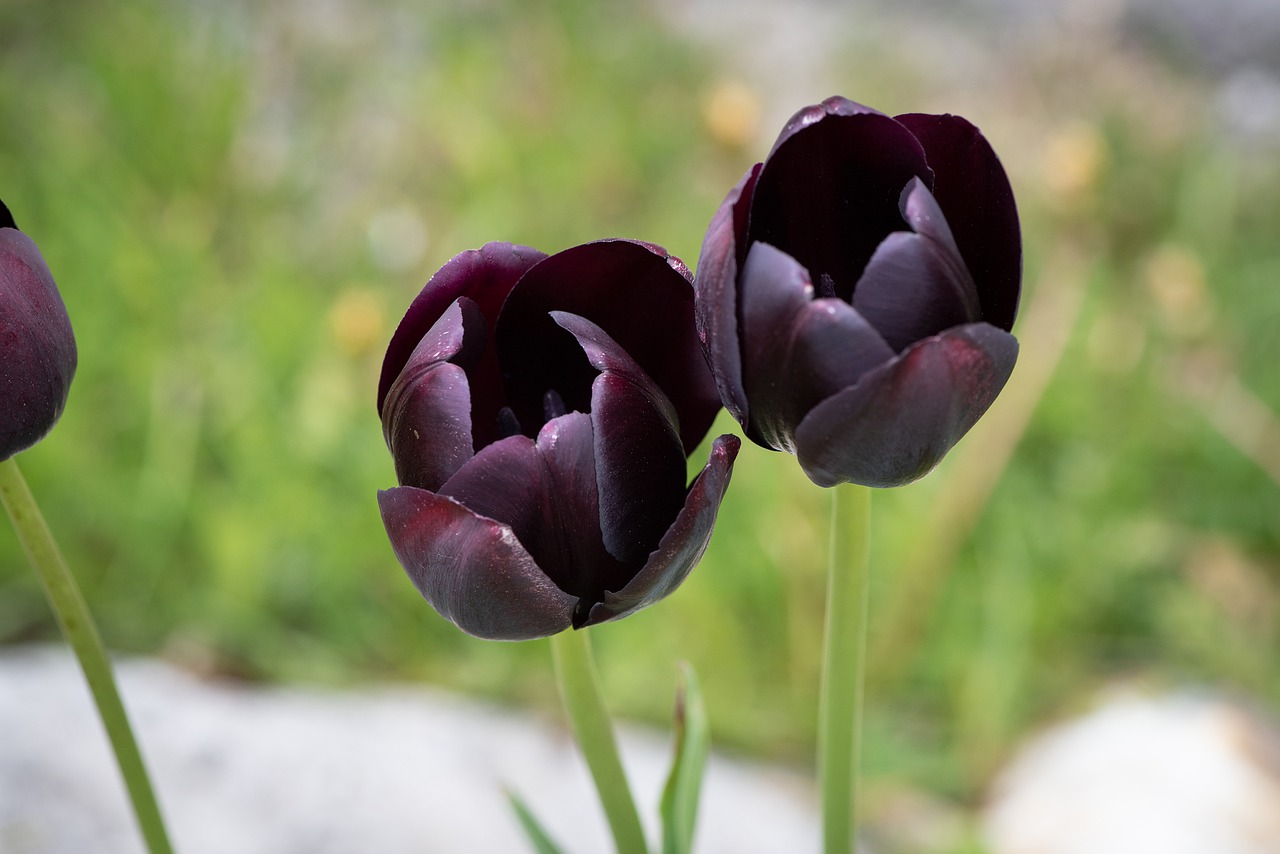 tulips  purple  flowers free photo