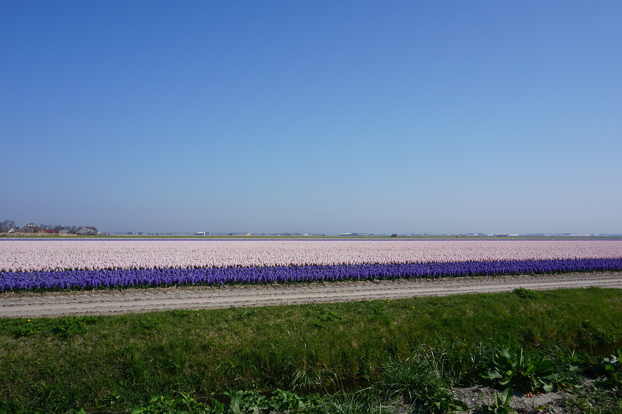 tulips  north of the netherlands  landscape free photo