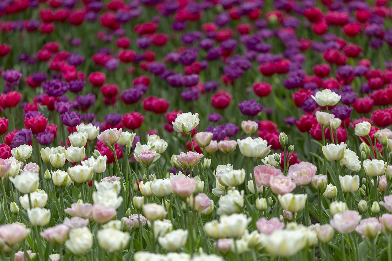 tulips  festival  spb free photo