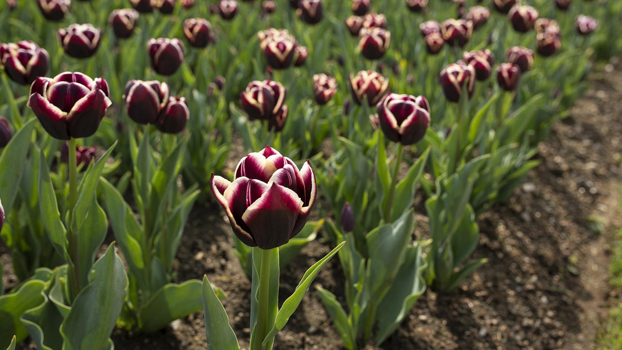 tulips  ticino  spring free photo