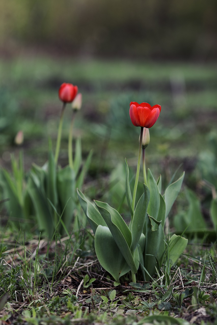 tulips  flower  spring free photo