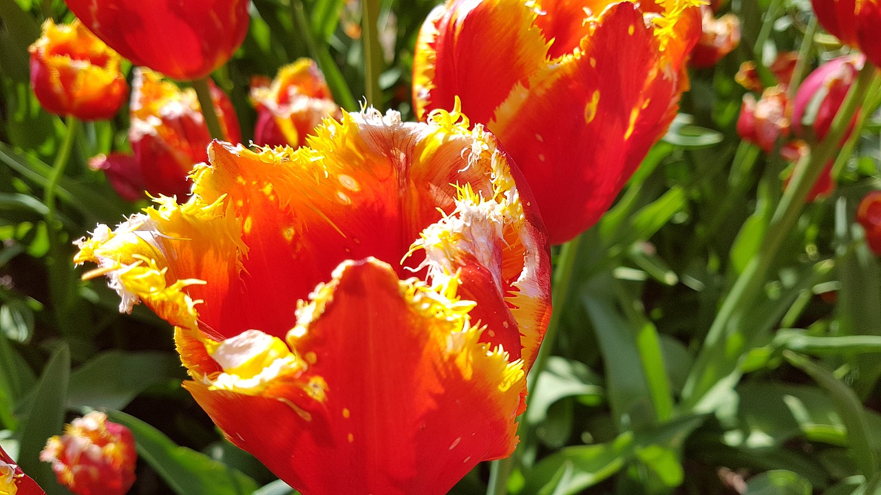 tulips  flowers  field of flowers free photo