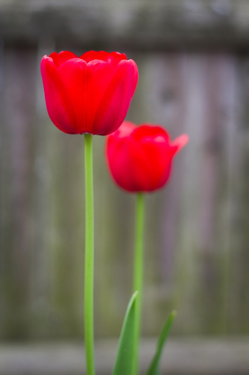 tulips  red  green free photo