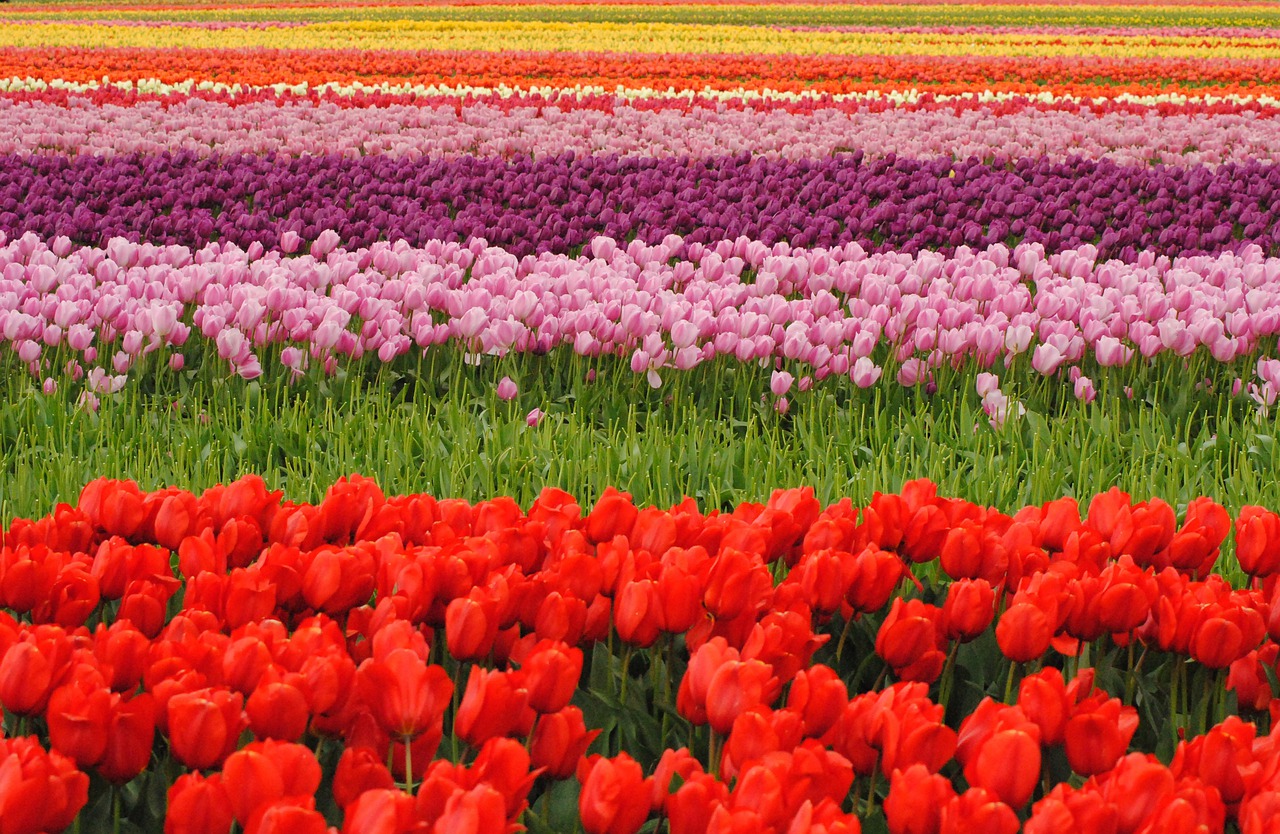 tulips  may flowers  bloom free photo