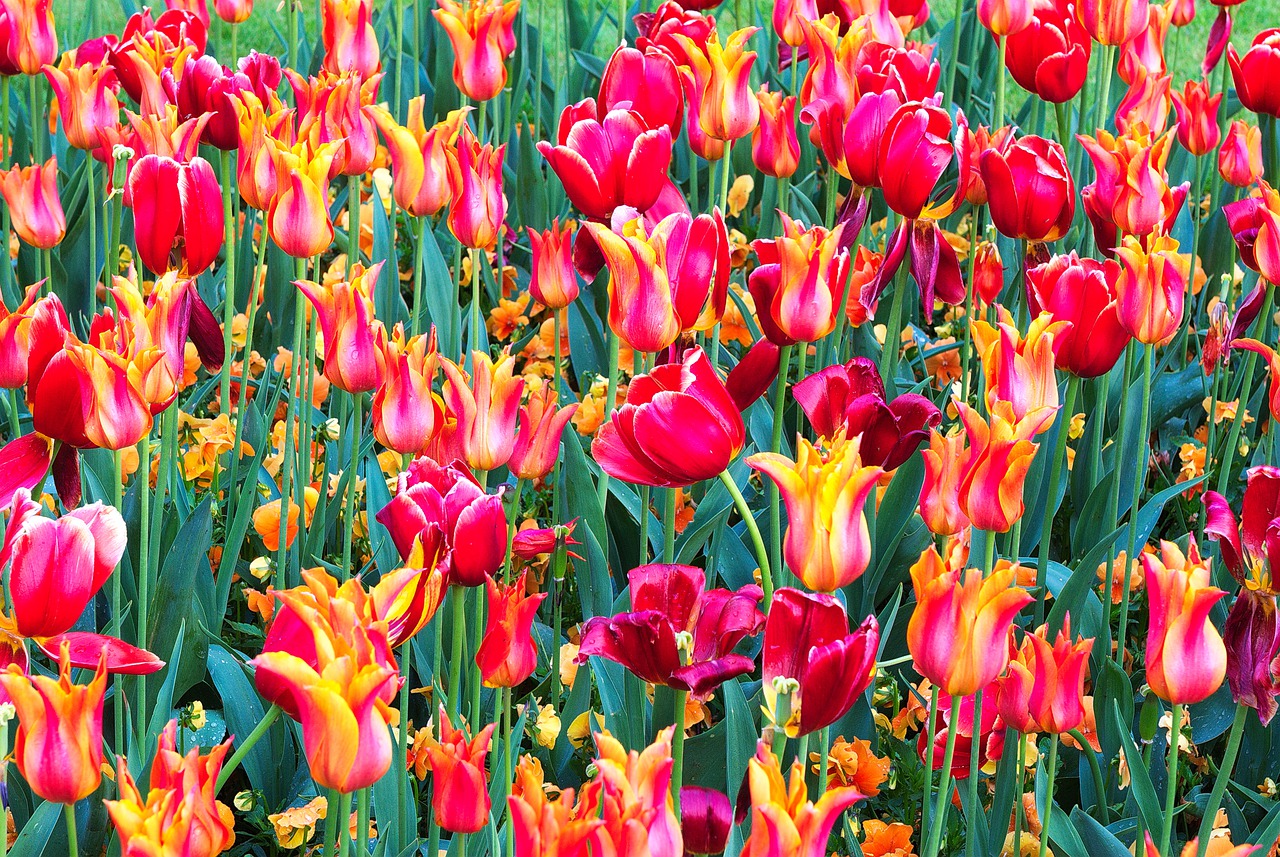 tulips  colourful  spring free photo