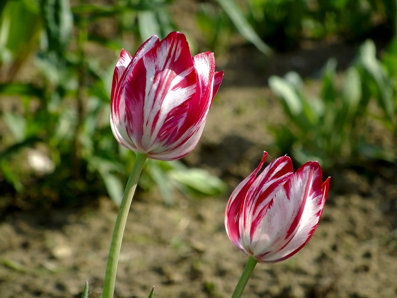 tulips  flowers  spring free photo