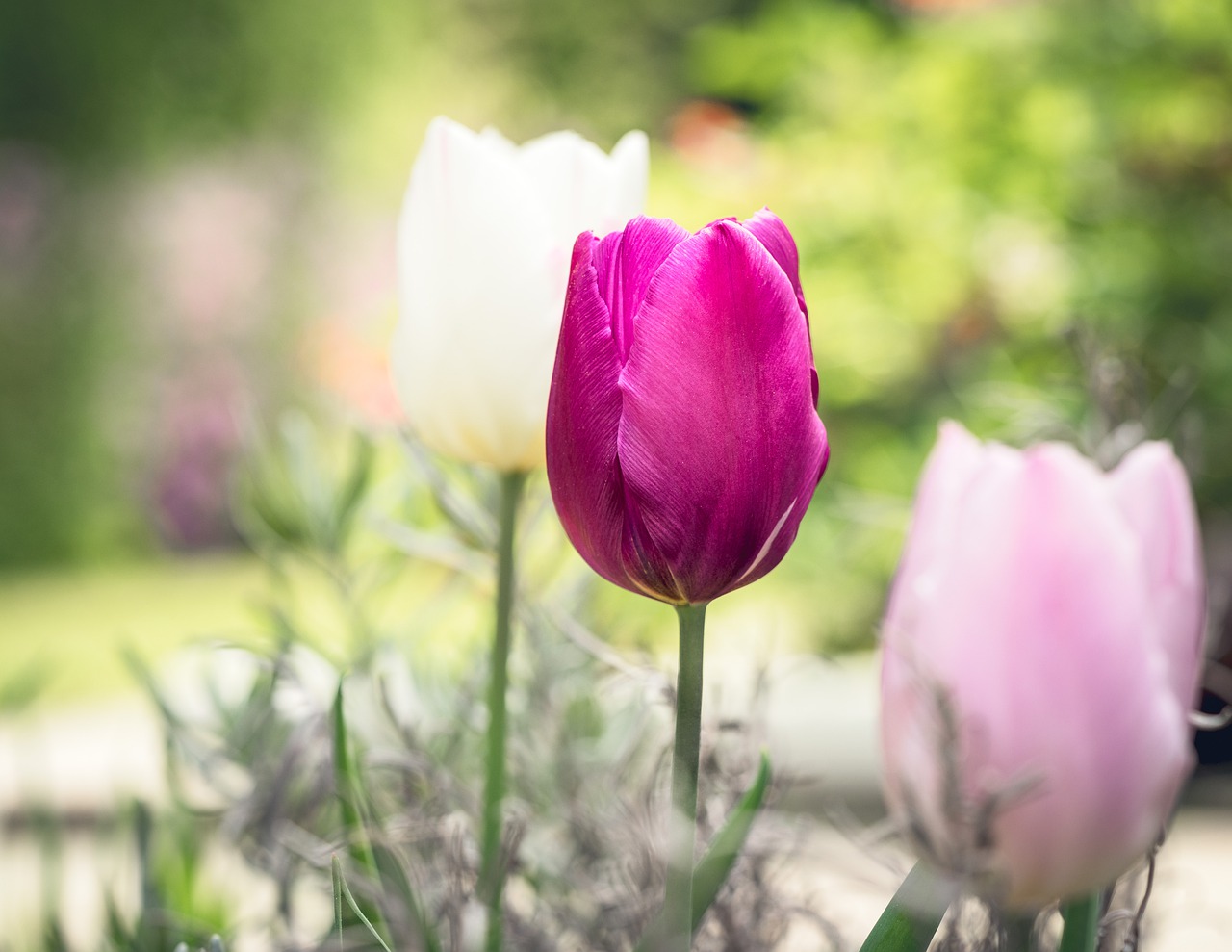 tulips  white  red free photo